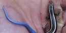 Western skink