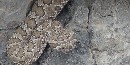 Great Basin Rattlesnake