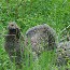 Blue Grouse