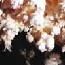 cave aragonite