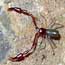 pseudoscorpion