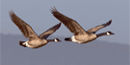Canada Geese