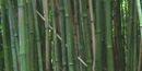 You can experience hundreds of shades of green in the bamboo forest as well as enjoy the melodic tones produced in the breeze.