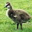 Nene gosling enjoys the green grass