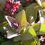 Endangered sandalwood foliage (iliahi).