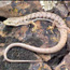 Image of an alligator lizard.