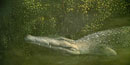 Crocodiles in oregon?