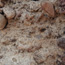 Image of rock from the Rattlesnake Group.
