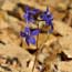 Image of delphinium flowers