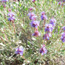 Image of purple sage plant.