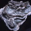 Image of a Rhino fossil.