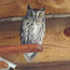 Image of a screech owl.