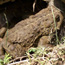 Image of a large toad.