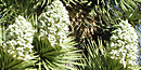 Joshua Tree Blooms