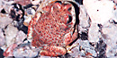 Red Spotted Toad