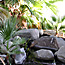 Fan Palm Oases