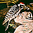 Ladderback Woodpecker