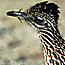 a roadrunner's head