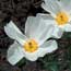 List of Higher Plants and Ferns