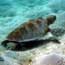 green sea turtle