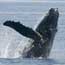 humpback whale