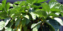 fruit on the noni tree