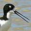 Hawaiian Stilt