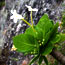 Brighamia rockii