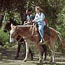 Guided mule tour down the Kalaupapa Trail from topside Molokai