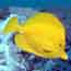 yellow tang