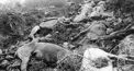 Did You Know? 3000 pack animals died on the White Pass Trail