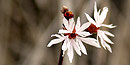 Woodland Star