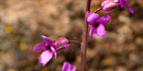 Sickle-pod rockcress