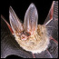 Townsends big-eared bat