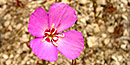 Winecup clarkia