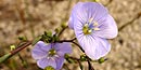 Blue Flax