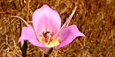Sagebrush mariposa lily