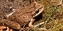 Pacific Coast Treefrog