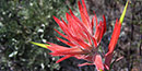 Wyoming Indian paintbrush