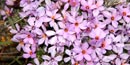 Carpet Phlox