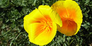 California Poppy