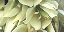 Mohave Yucca