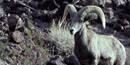 A Bighorn Sheep