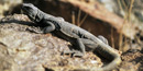 Chuckwalla in Bridge Canyon Wilderness - photo taken by Brian Beffort