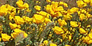 Poppies in the Nellis Wash Wilderness