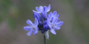 Wild hyacinth is also known as the douglas brodaia