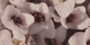 closeup of white flowers of smelowskia flower