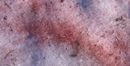 reddish color microscopic snow alage