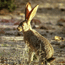 Black tailed jackrabbit.