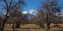 Mt. Williamson through rows of orchard trees. NPS Photo.